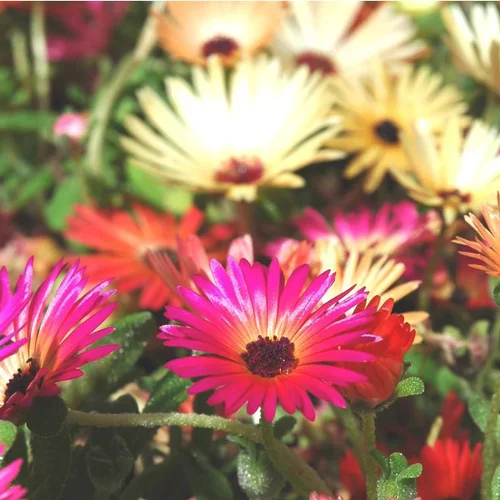 Ficoïde ou Dorothéante à fleurs multicolores - La barquette de 6 plants