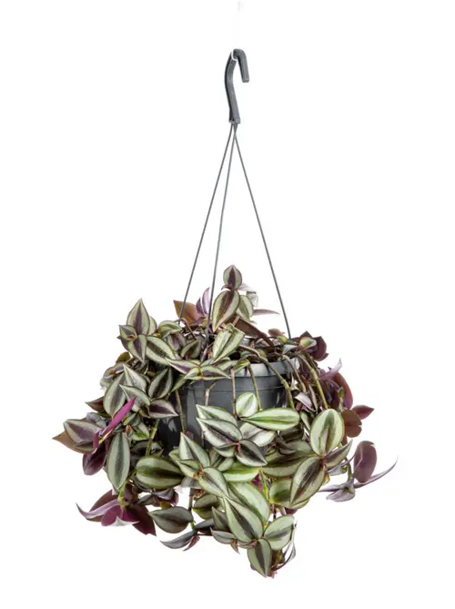 Misère pourpre (Tradescantia zebrina) violet. La suspension Ø 14 cm