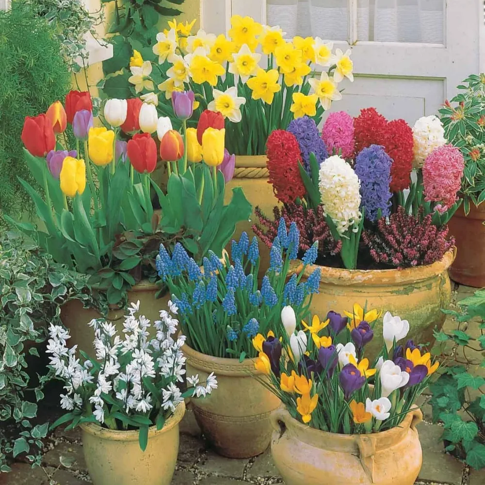 Collection de 75 Bulbes pour terrasse et jardin Tulipa, Narcissus, Hyacinthus, Crocus, Muscaris, Puschkinia
