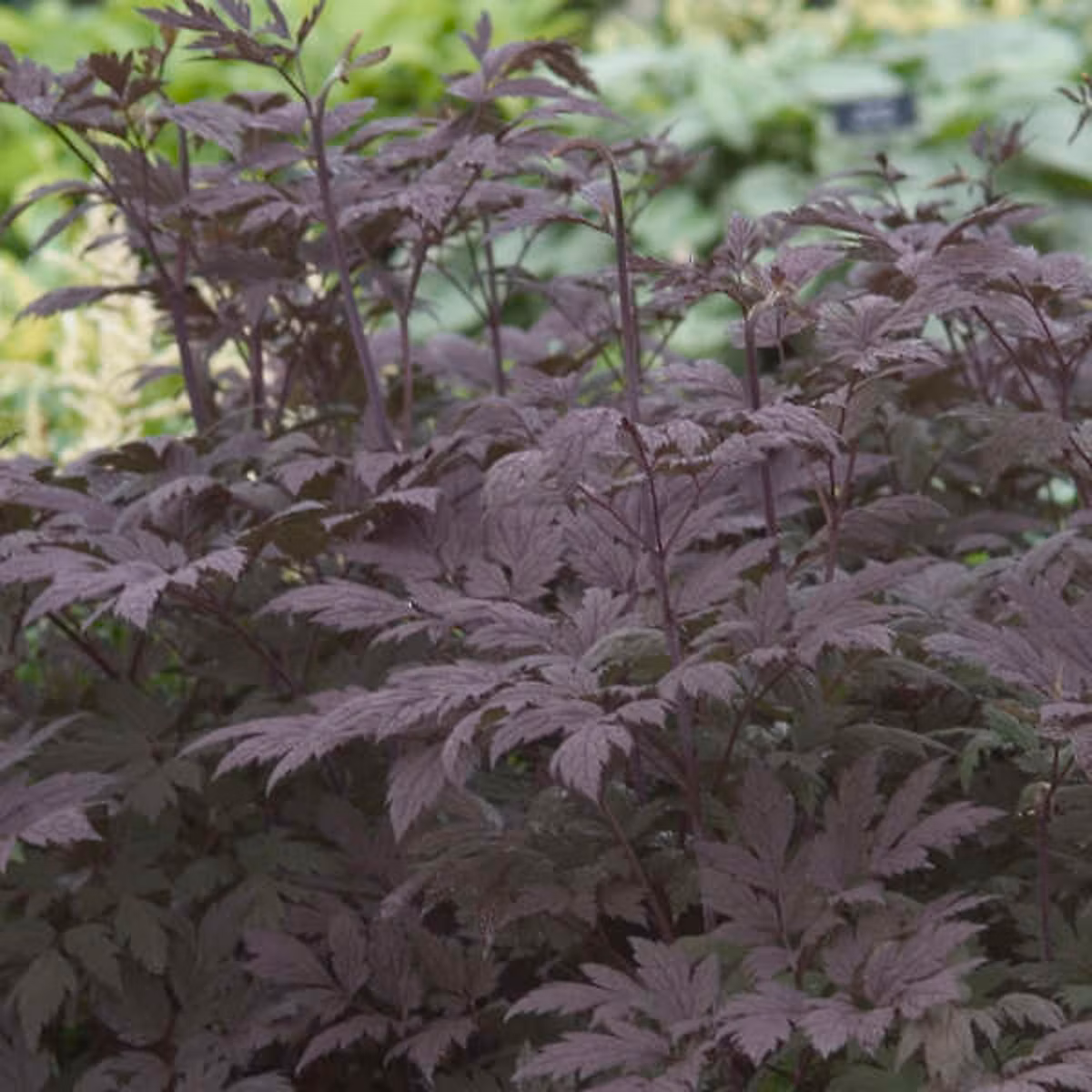 6 x Actaea simplex. 'Black Beauty' – Actaea simplex 'Black Beauty', godet 9cm x 9cm