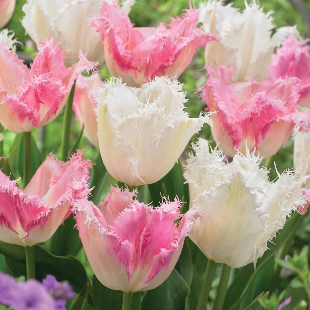 Collection de 20 Tulipes Huis ten Bosch et Noordeinde Tulipa (huis ten bosch, noordeinde)