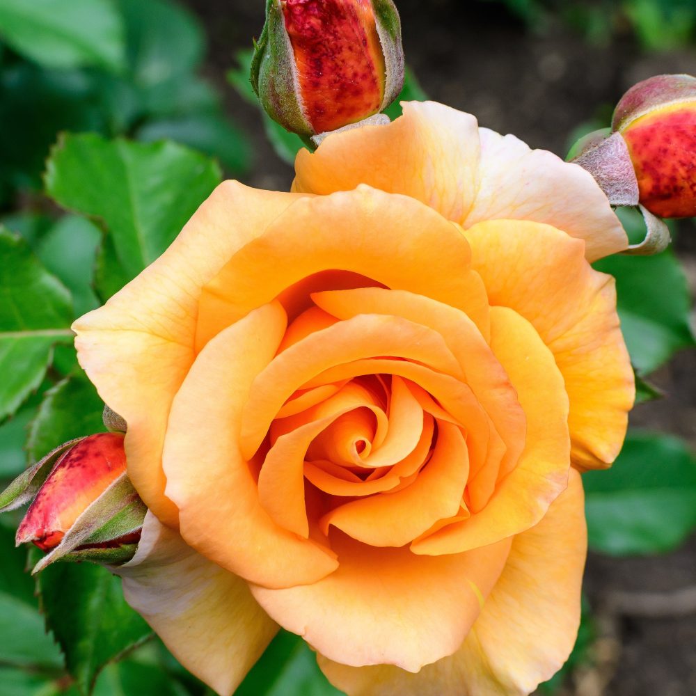 Rosier grimpant orange Rosa