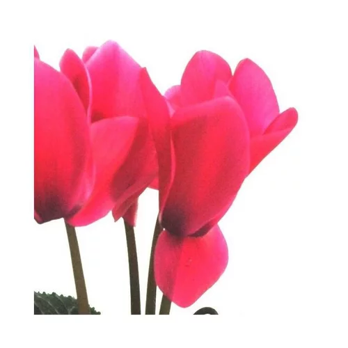 Cyclamen à grandes fleurs - Le bac carré de 25 cm