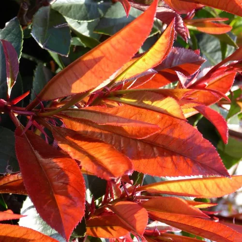 Photinia Fraseri Red Robin® en pot de 3 L rouge