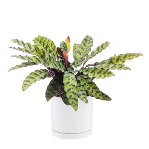 Calathea Lancifolia vert en pot blanc émaillé botanic®. Le pot Ø 18 cm