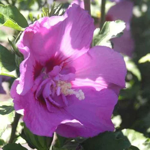 Althéa Lavender Chiffon (Hibiscus Syriacus) rose. Le pot de 4 litres