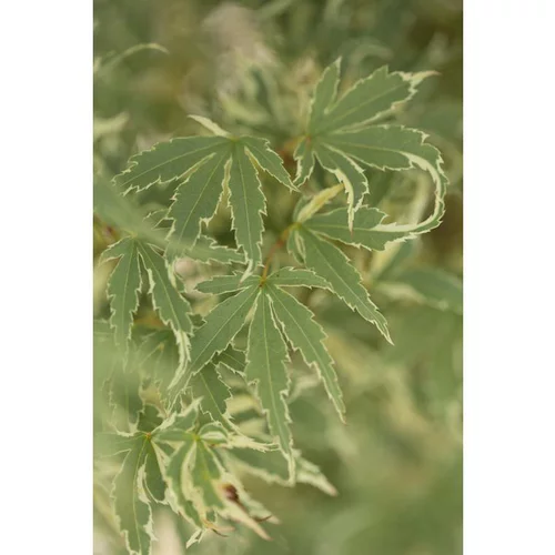 Erable du Japon (ACER PALMATUM BUTTERFLY ) Le pot de 50 litres