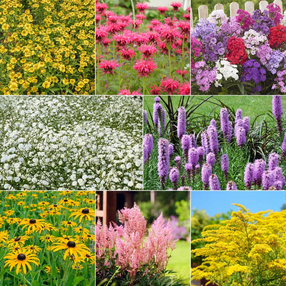 Collection de 15 plantes vivaces - 2 m² Helenium, Monarda, Phlox paniculata, Rudbeckia Goldstrum, Gypsophila paniculata, Liatris spicata, Solidago, Astilbe
