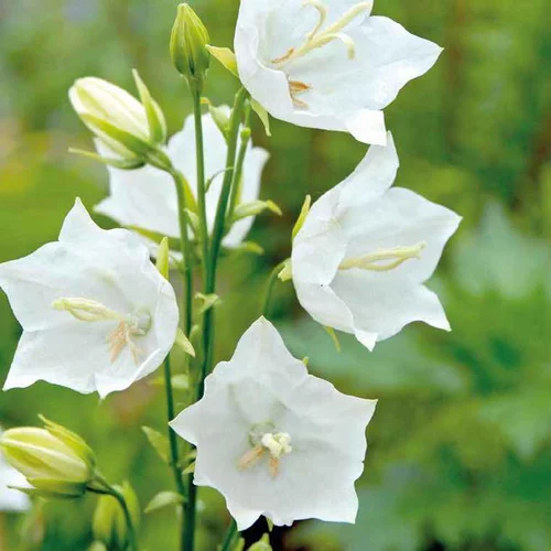 Campanule Persicifolia blanche - Le pot de 9 x 9 cm