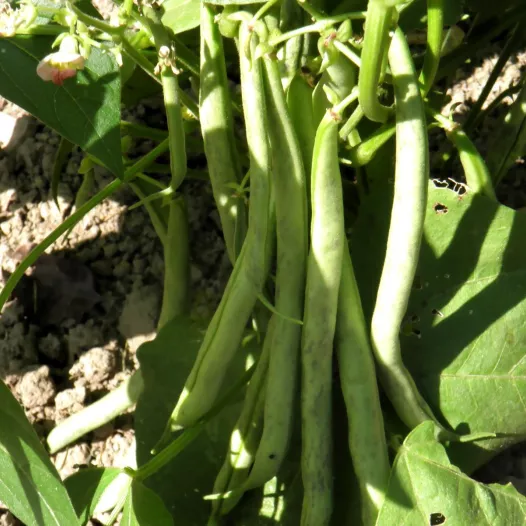 Haricot nain mangetout Codair | Semences bio et reproductibles | Semailes