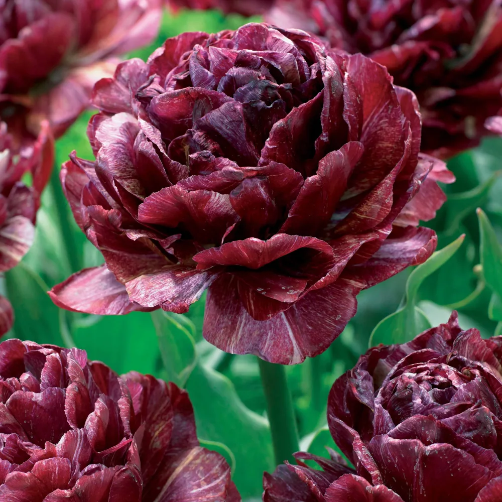 5 Tulipes à fleurs de pivoine Ronde de nuit Tulipa nachtwacht