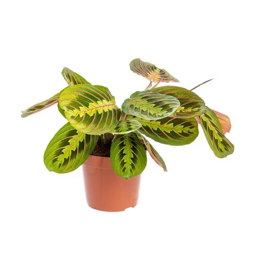 Maranta Leuconeura Red Stripe pot Ø12xH18 cm