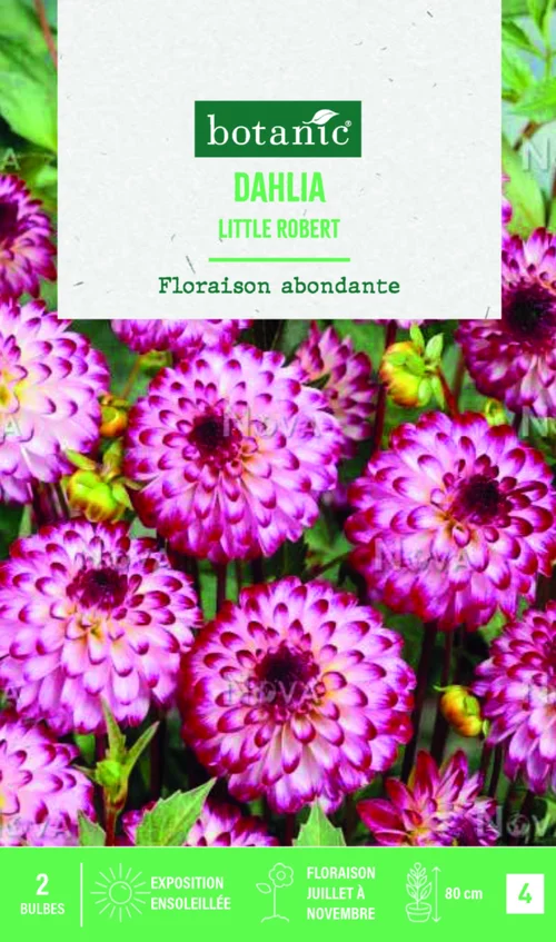 Bulbes de fleurs Dahlia Pompon Little Robert botanic® - 2 bulbes