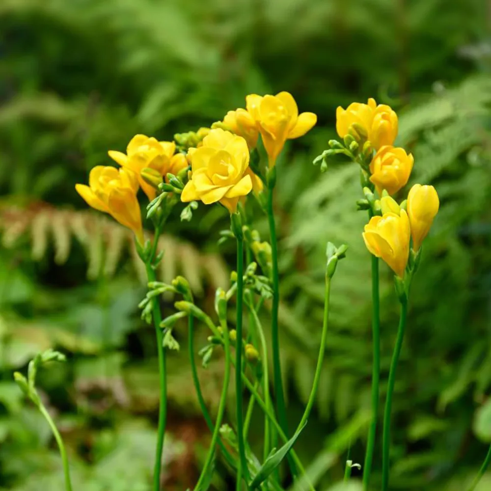 25 Freesias à fleurs doubles jaunes Freesia Double Jaune