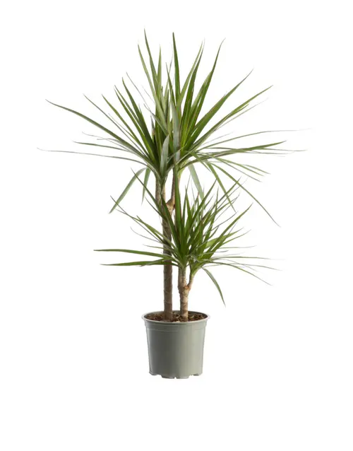 Dracaena marginata vert. Le pot Ø 21 cm