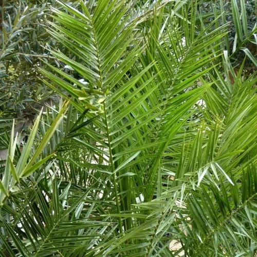 Phoenix Canariensis ou Dattier des Canaries 60/70 cm en pot de 230 L