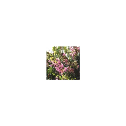 Erica Darleyensis Coupe - La coupe de 25 cm