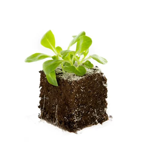 Mâche Bio. La motte de 4x4 cm