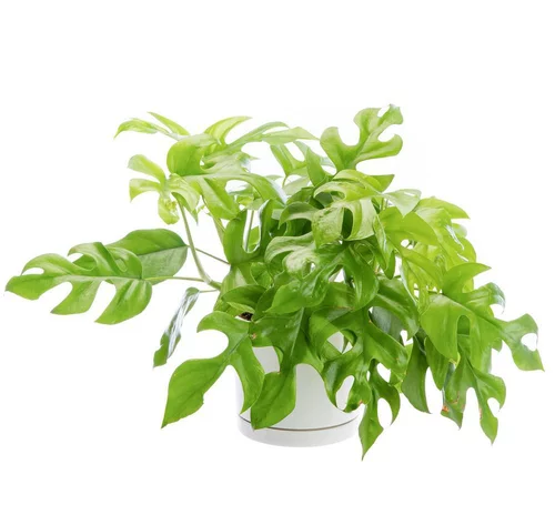 Philodendron minima vert en pot blanc émaillé botanic®. Le pot Ø 15 cm
