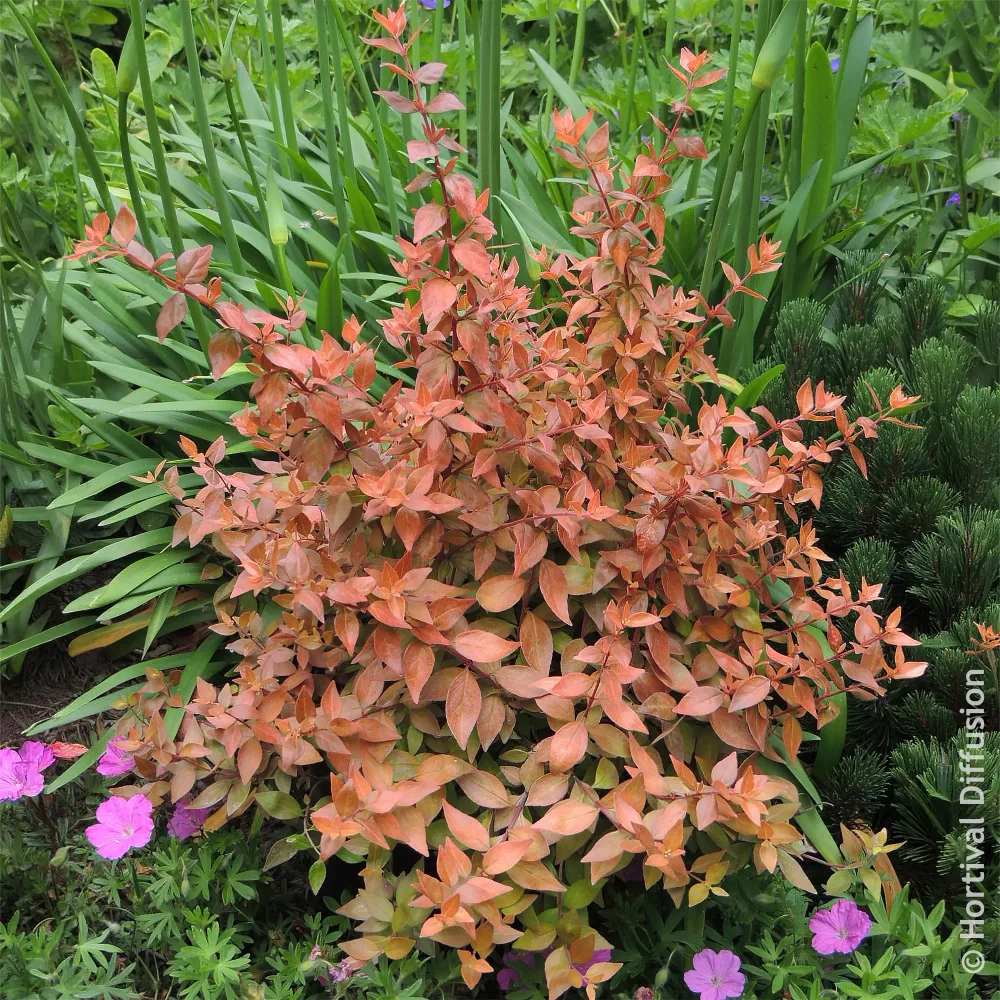 Abélia à grandes fleurs Caramel Charm Abelia grandiflora Caramel Charm