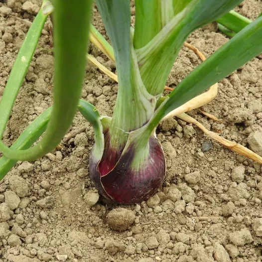 Graines bio d'Oignon Rouge de Huy