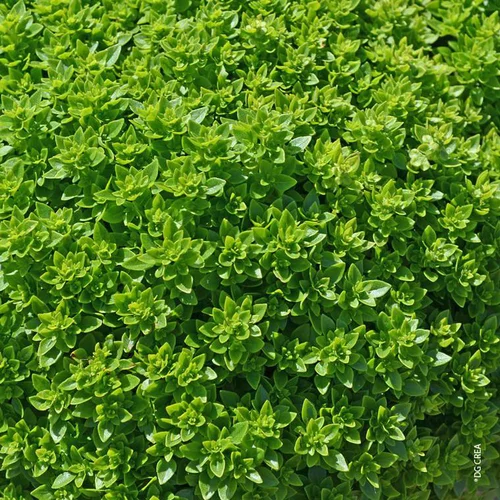 Basilic Fin Vert Bio. Le pot de 10,5 cm
