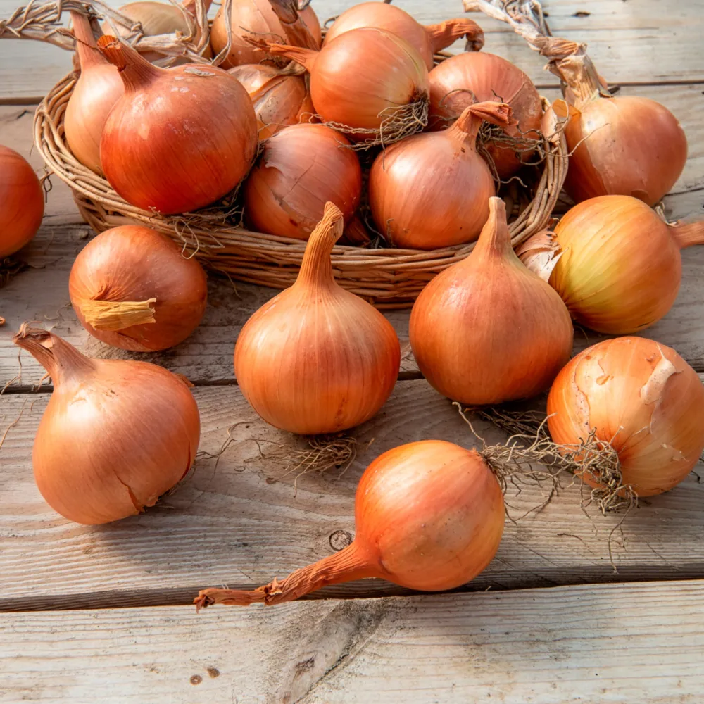Oignon jaune Sturon Bio Allium cepa sturon