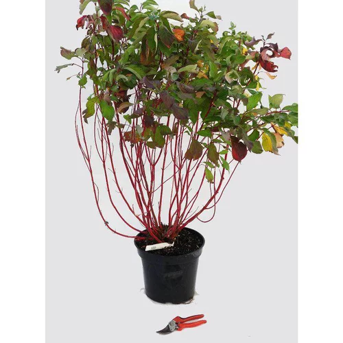 Cornouiller blanc Baton rouge (Cornus Alba) 80/100. Le pot 12 litres