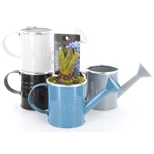 Jacinthe en pot déco de 18 cm