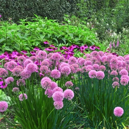 Ail d'ornement Lavender Bubbles Allium senescens Lavender Bubbles