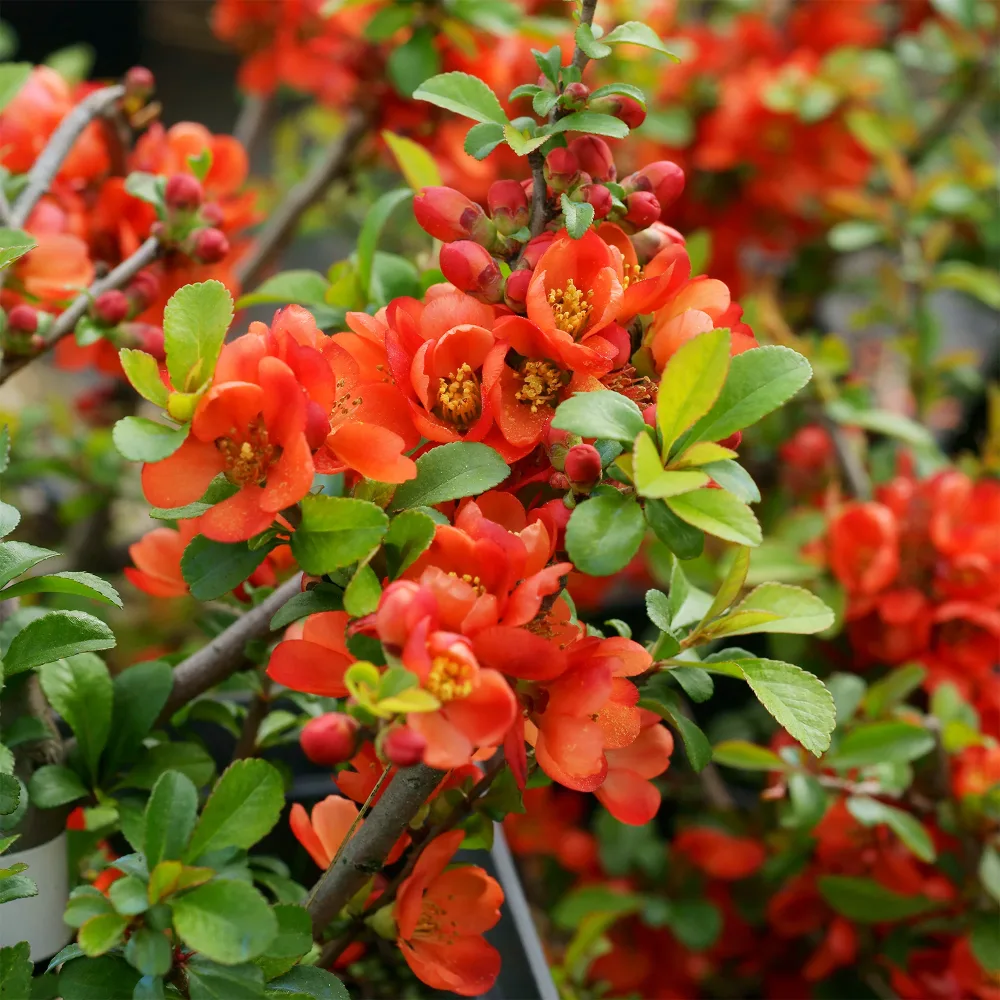 Cognassier du Japon Sargentii Chaenomeles japonica Sargentii