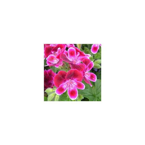 Géranium pensée à petites fleurs - La jardinière de 50 cm