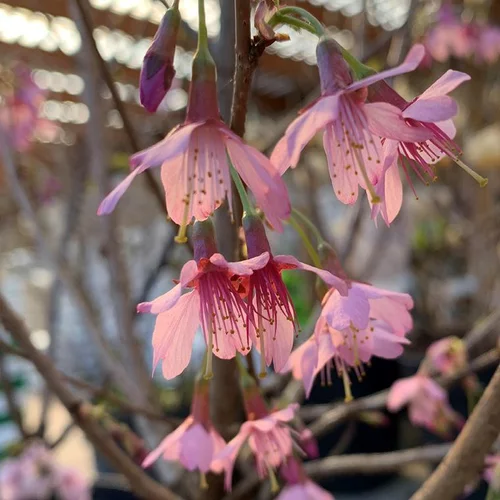 Cerisier à fleurs Prunus Serrulata Okame 80/100. Le pot de 10 litres