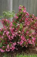 Weigelia Bristol Ruby 60/90 rouge. Le pot de 4 litres