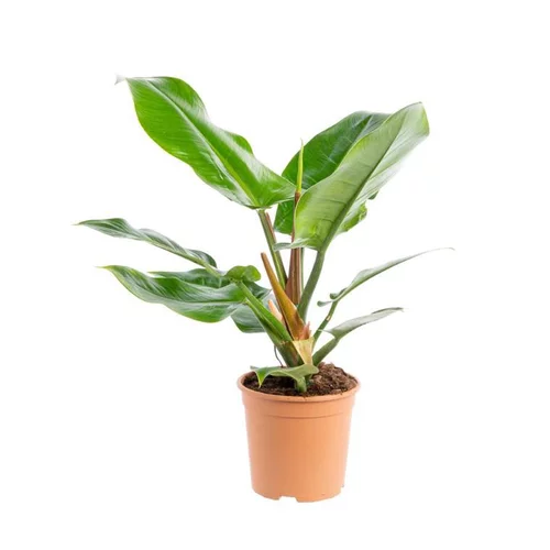 Philodendron Imperial Green pot Ø24xH70 cm