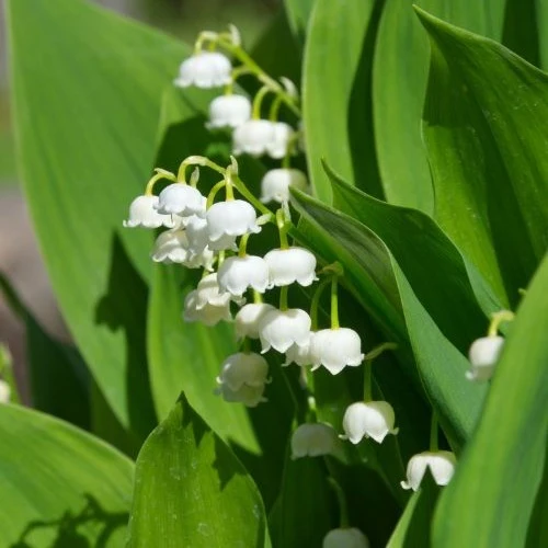 Muguet blanc Convallaria majalis