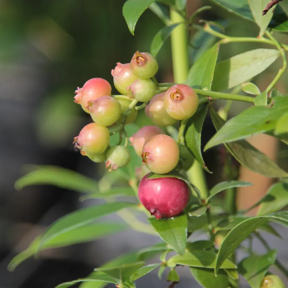 Myrtillier Pink Lemonade Vaccinium x ashei Pink Lemonade