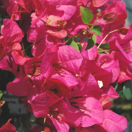 Bougainvillier ou Bougainvillée Californiana à fleurs roses - Le pot Ø 17 cm avec tuteurs en pyramide