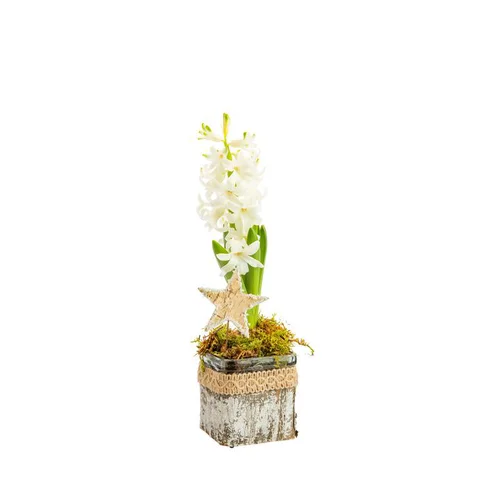 Jacinthe en verrerie décor naturel