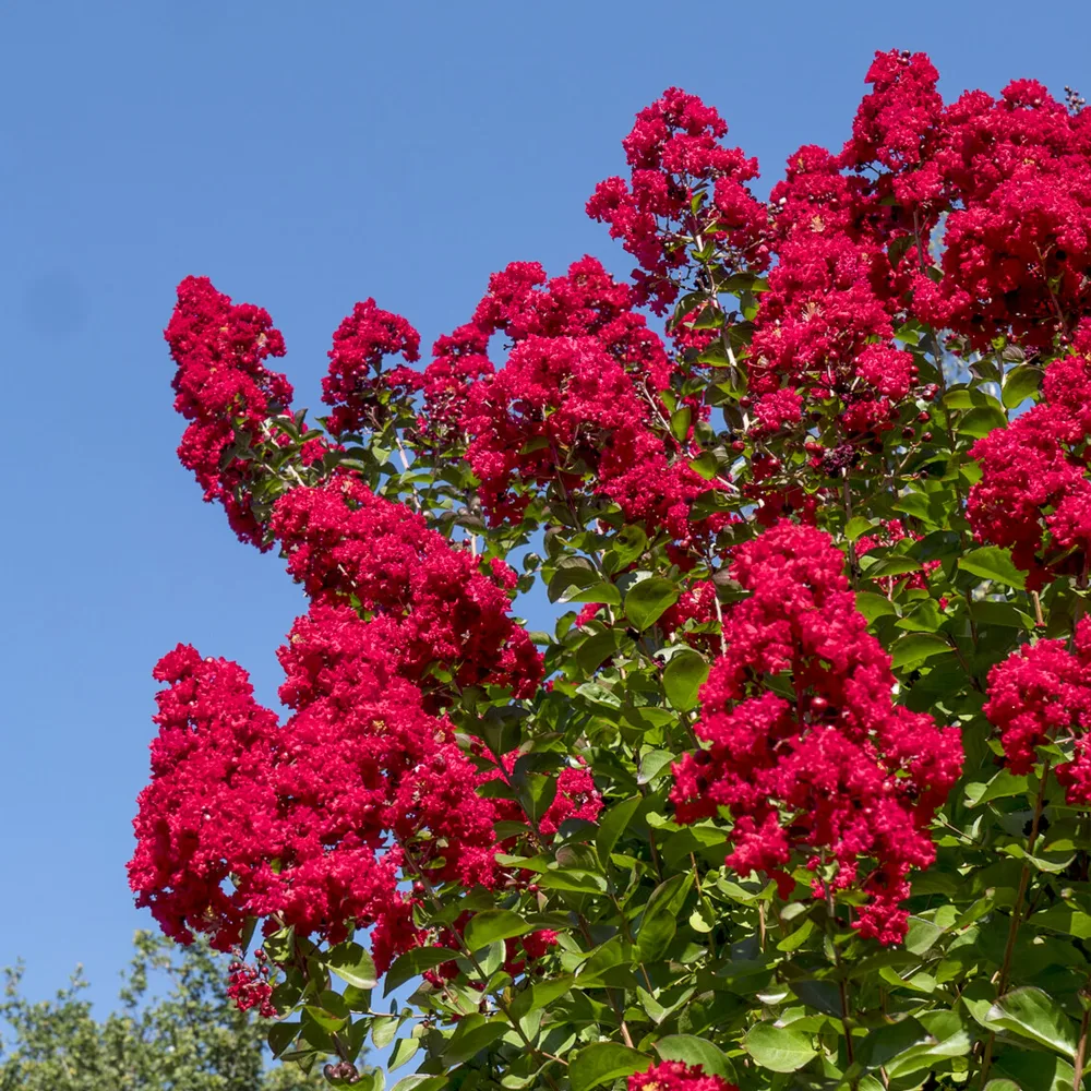 Lilas des Indes Dynamite Lagerstroemia indica Dynamite