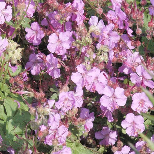 Géranium vivace de Cambridge rose en pot de 2 L