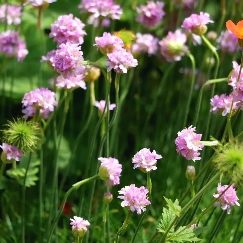 Gazon d'Espagne rose Armeria maritima Rosea Compacta