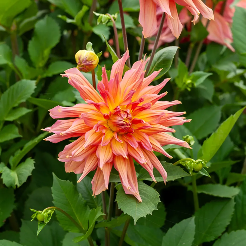 Dahlia cactus Omega Dahlia Omega