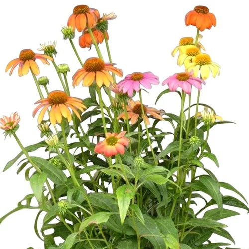 Echinacea Sunseekers Yellow - Le pot de 4 litres