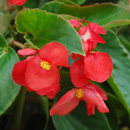 Begonia Dragon Wing. Le pot de 15 cm