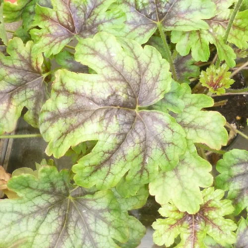 Heuchèrelle 'Pink Revolution' - Le pot de 2 litres