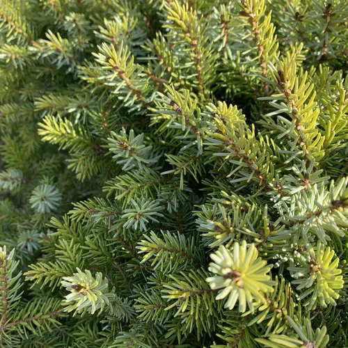 Épicéa de Serbie nain vert. Le pot de 11 litres, 30/35 cm