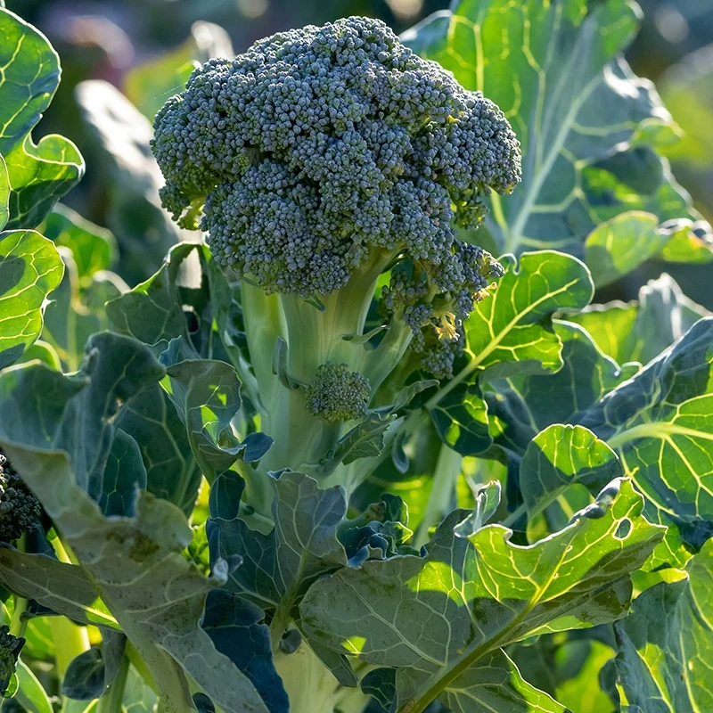 Chou brocoli Atlantis F1 Brassica oleracea atlantis f1