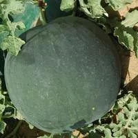 Pasteque Bio. Le pot de 10,5 cm