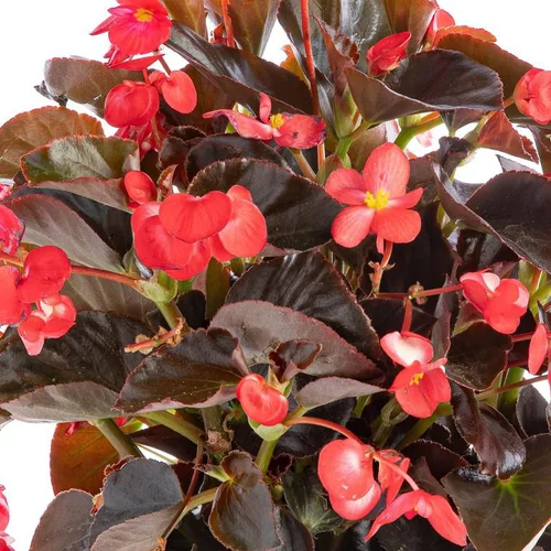 Bégonia Big à fleurs multicolores - Le pot de 1 litre
